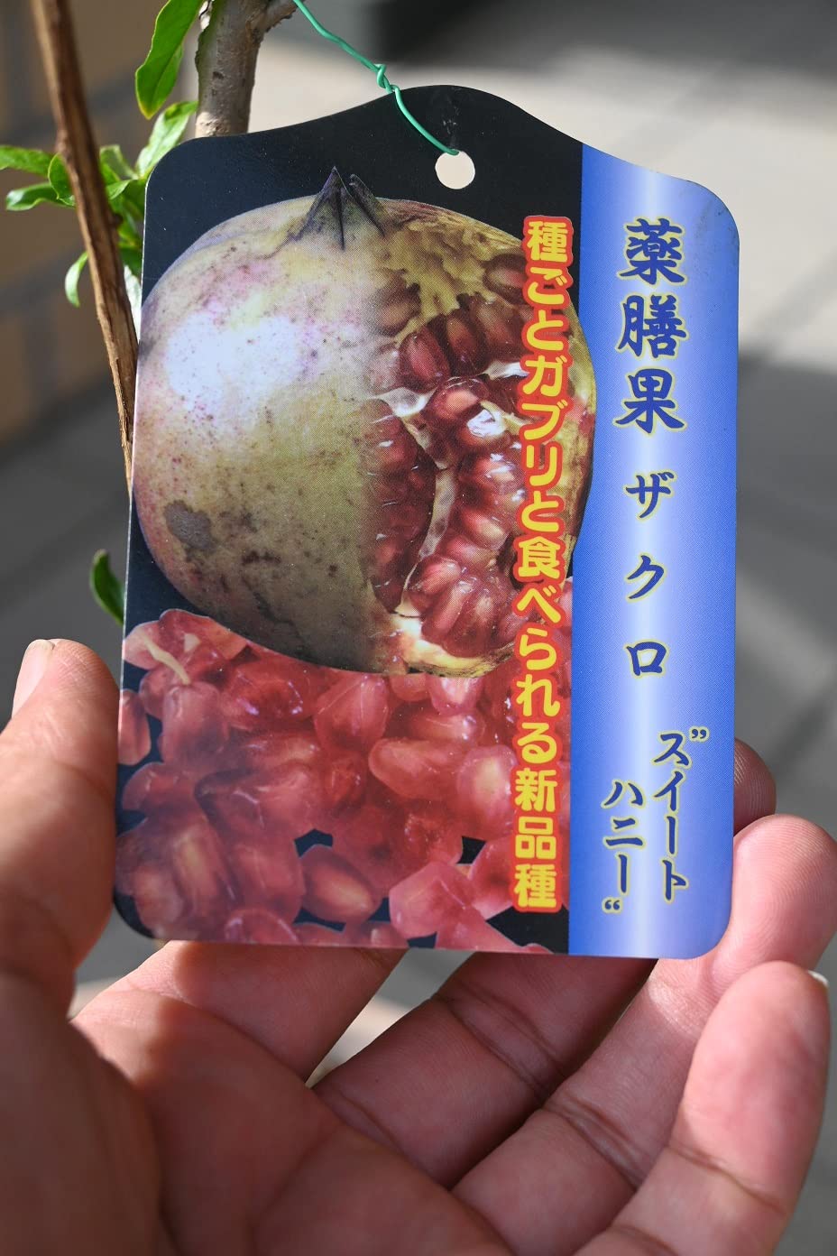 Amazon.co.jp: 石榴鉢植え ざくろスイートハニーザクロ : DIY・工具